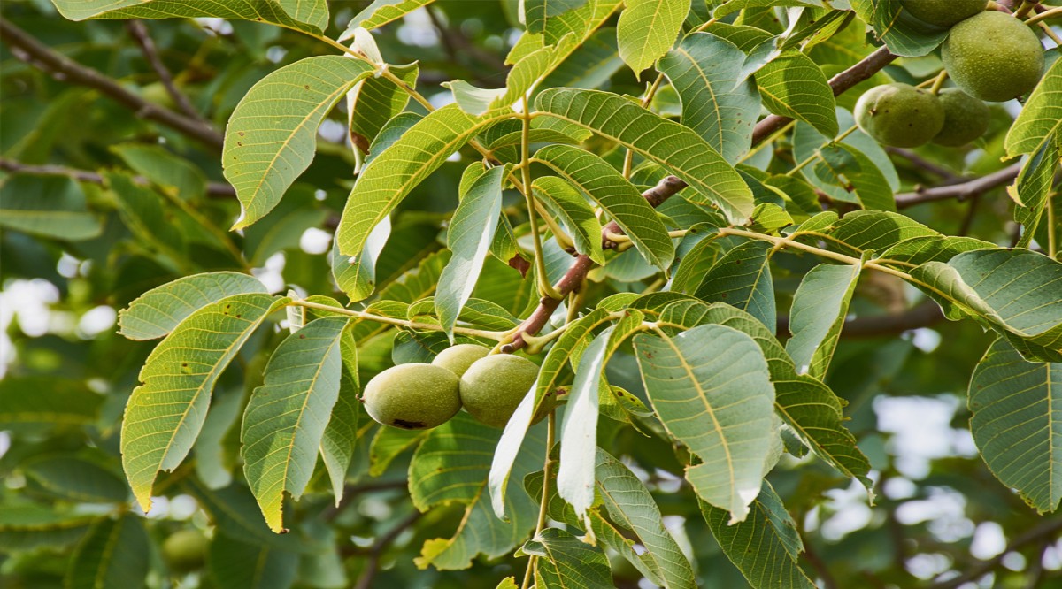 YAĞIŞ