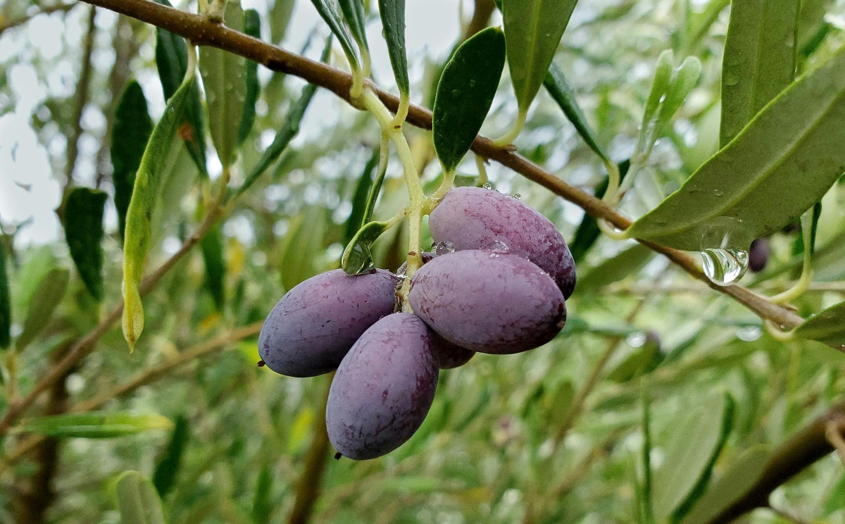 zeytin faydaları